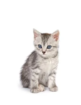 Gray kitten isolated on white Stock Photos