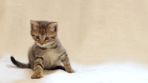The gray kitten itches while sitting on the couch. Kitten on a light background Stock Footage 246708127