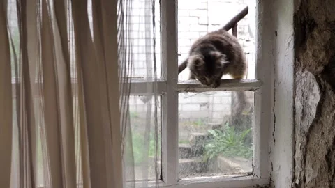 A gray kitten jumps into the window of a vintage dirty window Stock Footage 334338532