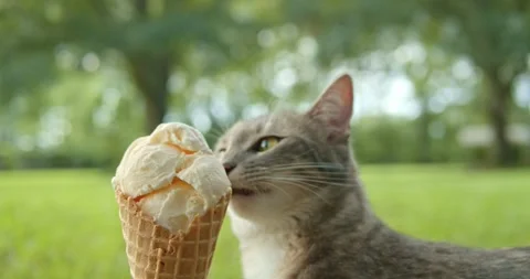 Gray kitten licking a vanilla ice cream cone. Cat enjoying a cool treat out.. Stock Footage 282482859
