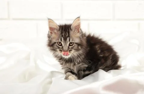 Gray kitten licks lips on light background Stock Photos