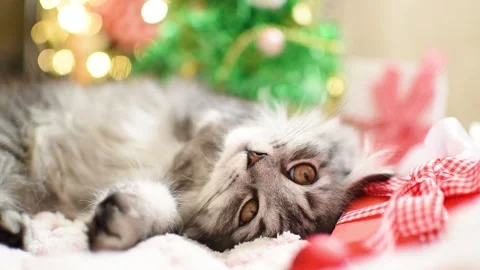 A gray kitten lies against the background of a Christmas tree and garlands. Stock Footage 162859750