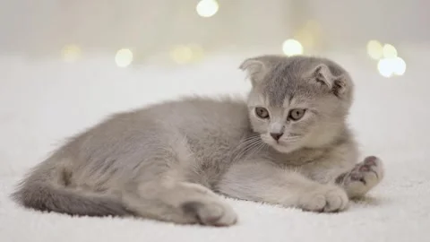 Gray kitten lies on bokeh background Stock-Footage 248782910