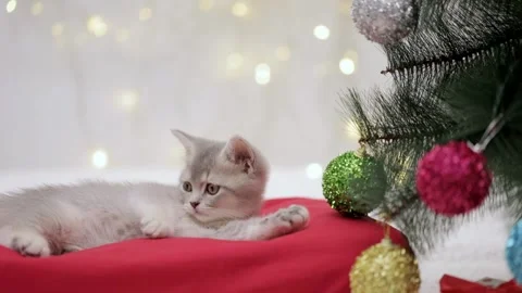 Gray kitten lies next to the christmas tree 動画素材 248782890