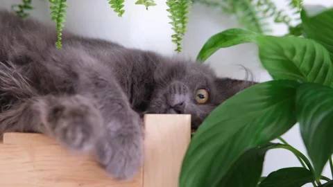 A gray kitten lies on a shelf among indoor plants and looks at the camera Stock Footage 291582161