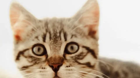 Gray kitten looking at camera in sunny home interior Видео 335894684