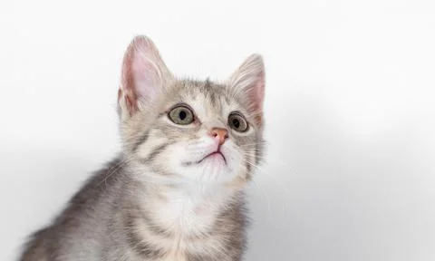 Gray kitten looking up on a white background Stock Photos