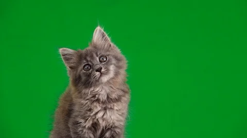 Gray kitten looks in different directions on a green screen Stock Footage 114567229