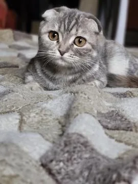 Gray kitten lying on bed looking at camera Stock Photos