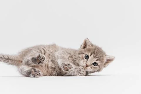 A gray kitten is lying on its side on a white background. Stock Photos