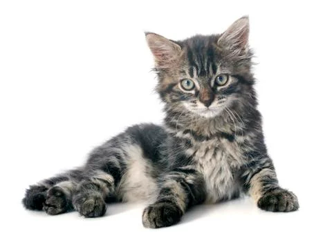 Gray kitten Stock Photos