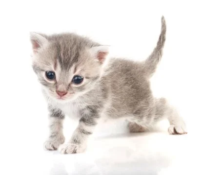 Gray kitten Stock Photos