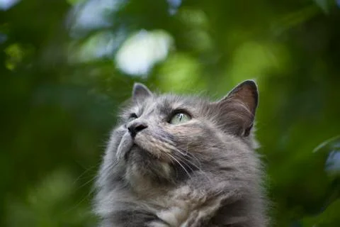 Gray Kitten Stock Photos