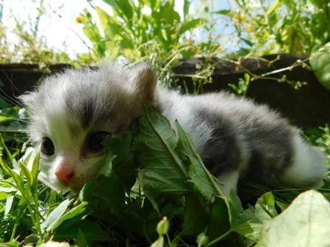 Gray kitten Stock Photos