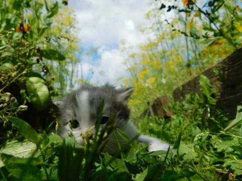 Gray kitten Stock Photos