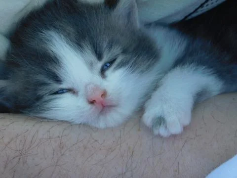 Gray kitten Stock Photos