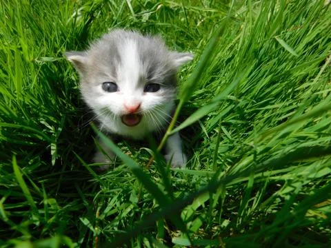 Gray kitten Fotos Stock