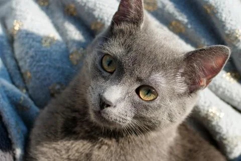 Gray kitten Stock Photos