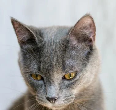 Gray kitten Stock Photos