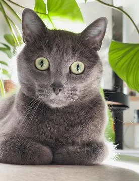 Gray kitten Stock Photos