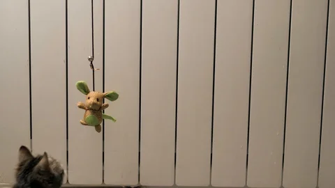 Gray kitten in play with mouse Stock Footage 122929991