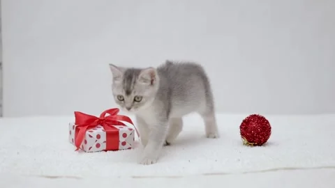 Gray kitten playing with a christmas present Stock-Footage 248782774