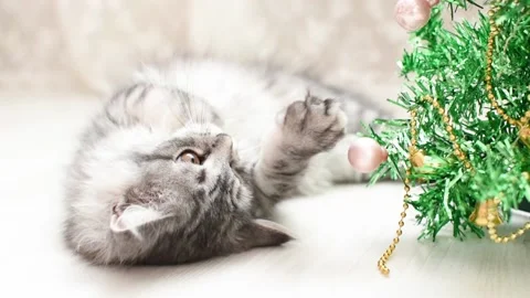 A gray kitten is playing with a Christmas tree. Stock Footage 162859749