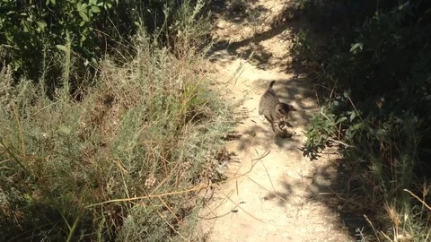 Gray Kitten Playing With Dead Bird In Nature Stock Footage 82300092