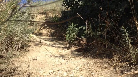 Gray Kitten Playing With Dead Bird In Nature Stock Footage 82300142