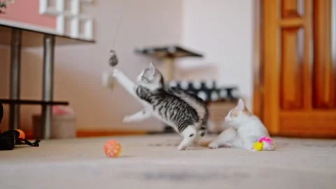 The gray kitten is playing funny and jumping after the toy mouse, while the Stock Footage 246133223
