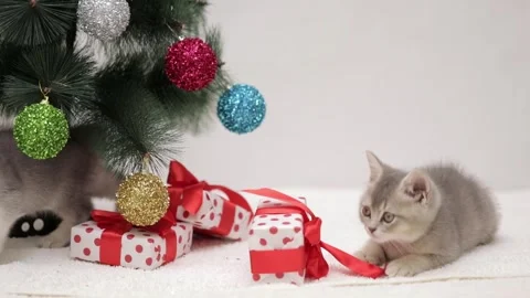 Gray kitten playing next to the christmas tree Stock Footage 248782779