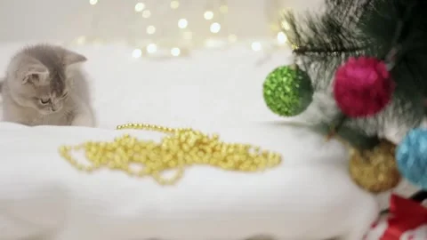 Gray kitten playing next to the christmas tree Stockbeeldmateriaal 248782894