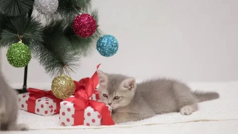 Gray kitten playing next to the christmas tree Video stock 249580691