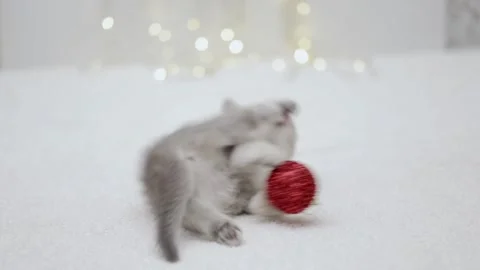 Gray kitten playing with red christmas ball Video stock 248782937