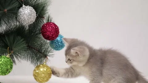 Gray kitten plays with a ball on a christmas tree Stockbeeldmateriaal 248782876