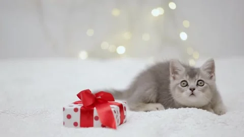 Gray kitten plays with a gift on the background of christmas bokeh Stock Footage 248782772