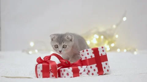 Gray kitten plays with a gift on the background of christmas bokeh Video stock 248782778