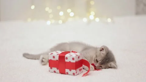 Gray kitten plays with a gift on the background of christmas bokeh Video stock 249014726