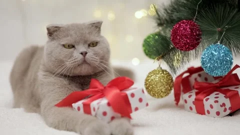 Gray kitten plays with a gift on the background of christmas bokeh 스톡 동영상 249580982