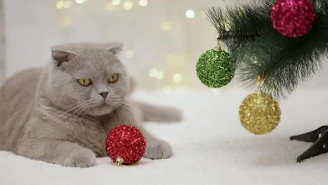 Gray kitten plays with a gift on the background of christmas bokeh Stock Footage 249581256