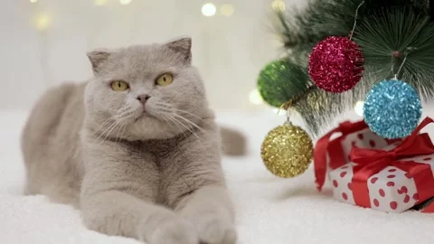 Gray kitten plays with a gift on the background of christmas bokeh Stock Footage 249581257