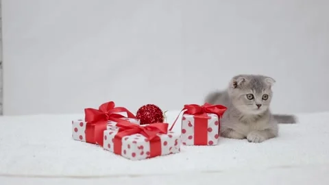 Gray kitten plays with a gift Video stock 249014488