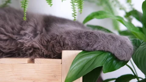Gray kitten plays with leaves of indoor plants Stock Footage 291582441