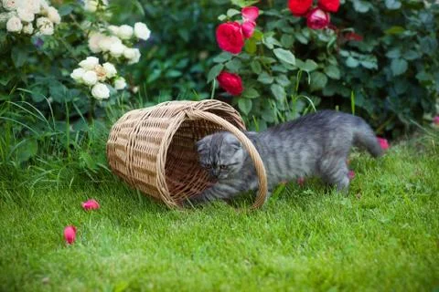 Gray kitten plays in nature Foto stock