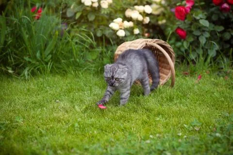 Gray kitten plays in nature Stock Photos