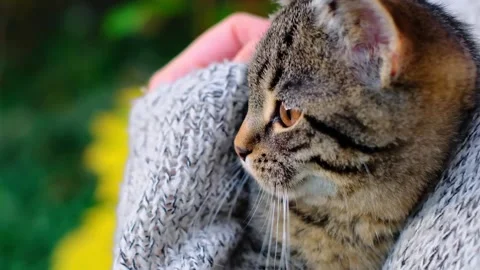 Gray kitten portrait on hands on blurred background Stock Footage 313400127