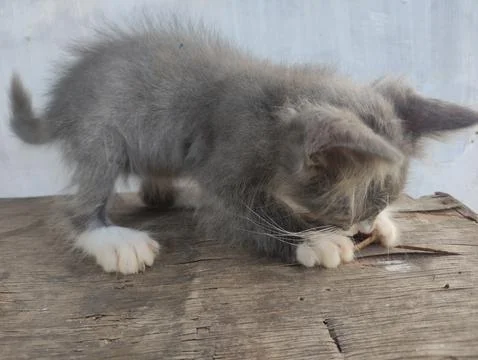 Gray kitten portrait Stock Photos