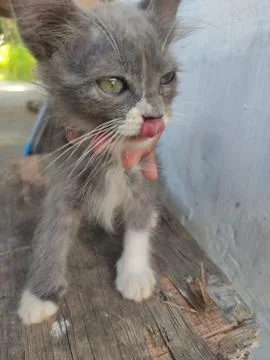Gray kitten portrait Stock Photos