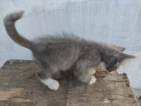 Gray kitten portrait Stock Photos