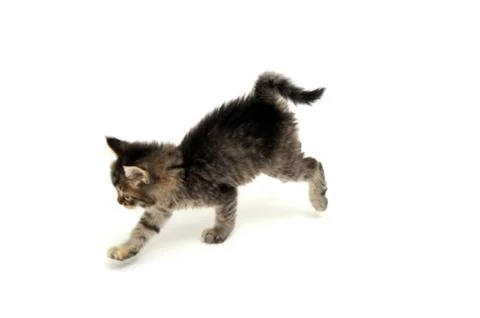 Gray kitten running Stock Photos